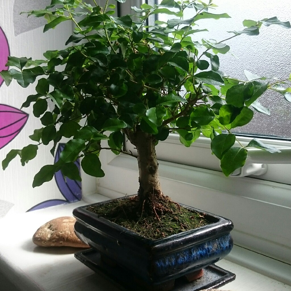 Box Bonsai in the GardenTags plant encyclopedia