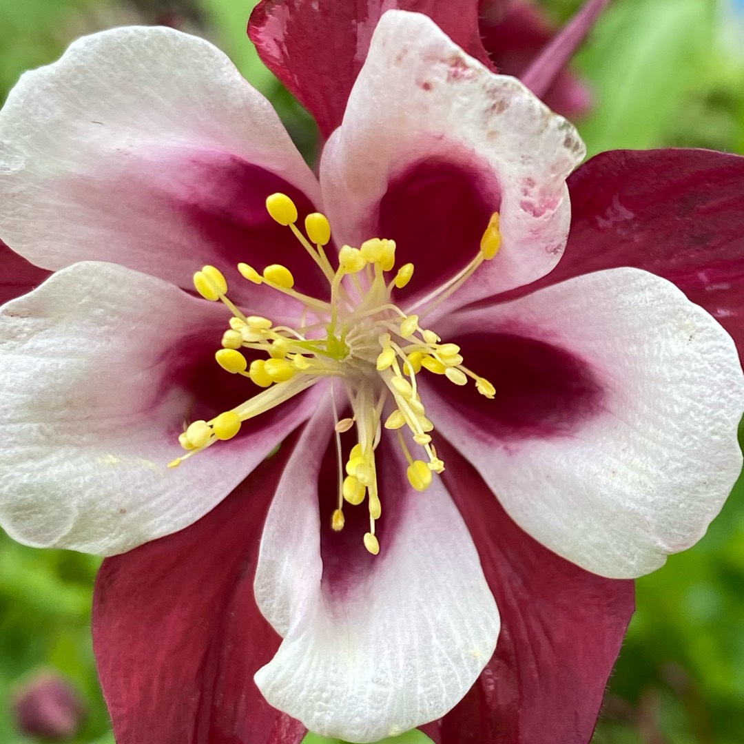 Columbine Origami Mix in the GardenTags plant encyclopedia