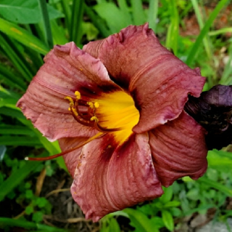 Daylily Old Termite in the GardenTags plant encyclopedia