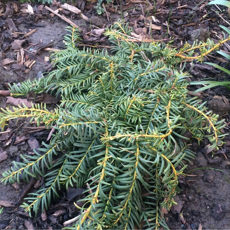 English Yew Repandens in the GardenTags plant encyclopedia