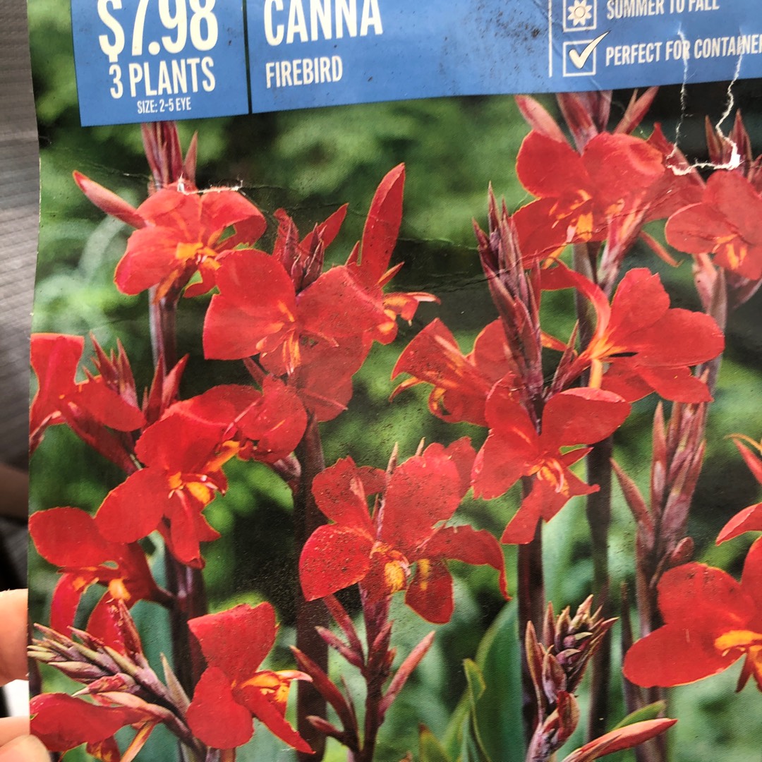 Canna Firebird in the GardenTags plant encyclopedia