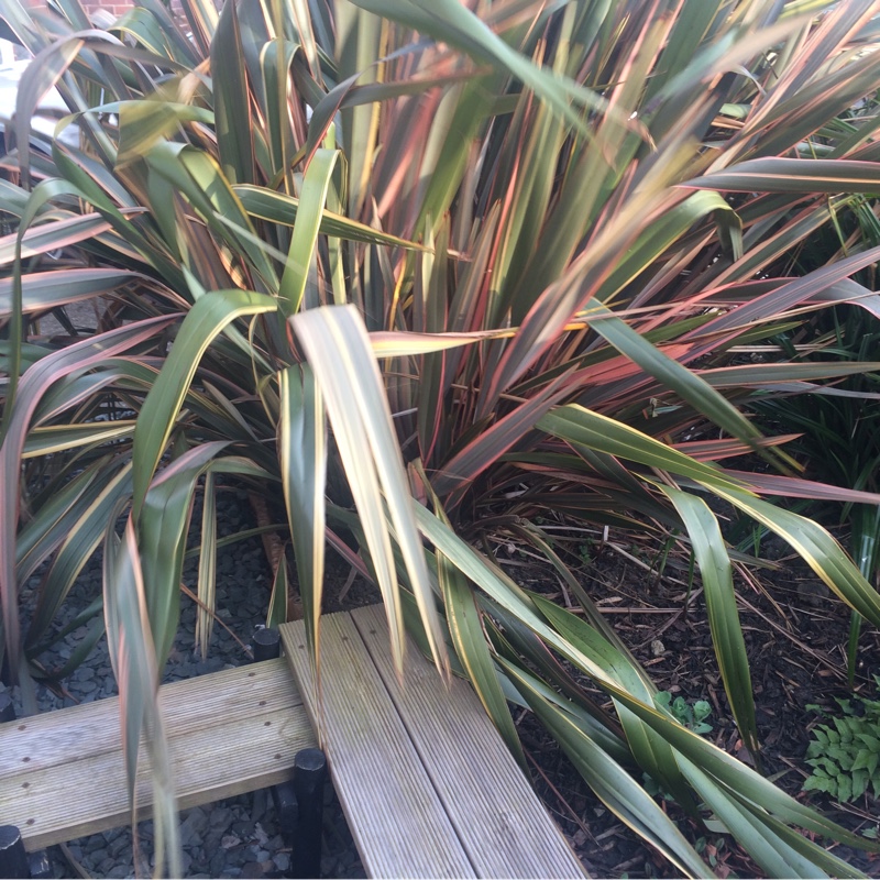 New Zealand Flax Sundowner in the GardenTags plant encyclopedia