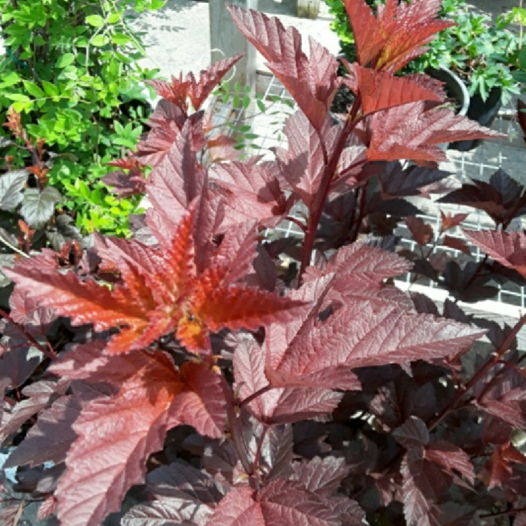 Ninebark Ginger Wine in the GardenTags plant encyclopedia