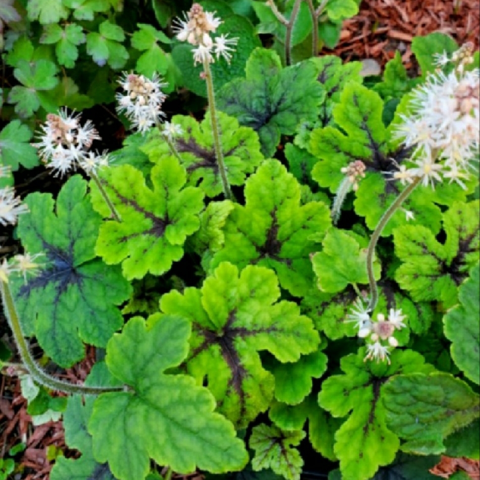 Foamflower Fingerpaint in the GardenTags plant encyclopedia