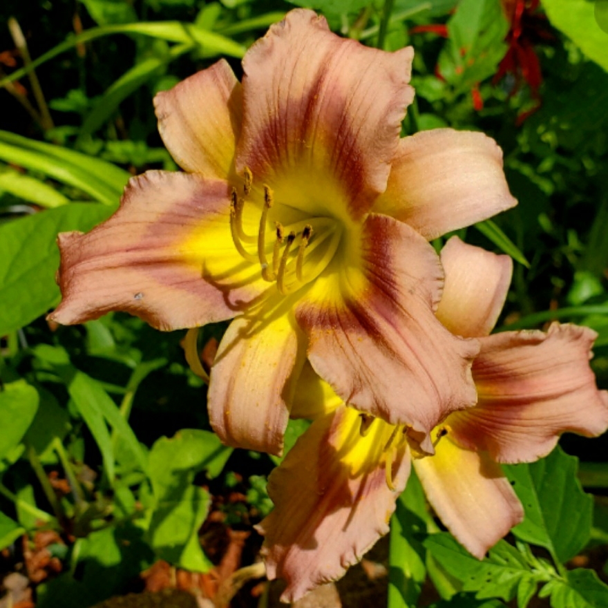 Daylily Mildred Mitchell in the GardenTags plant encyclopedia