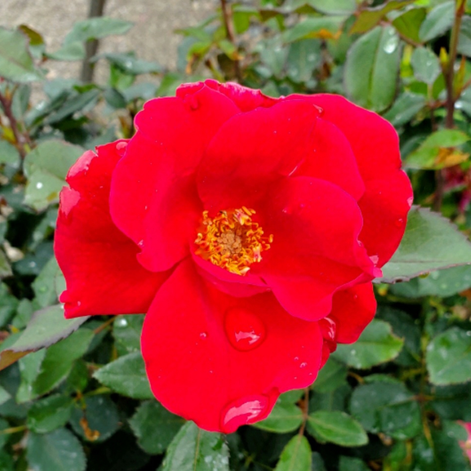 Rose Miracle On The Hudson (Shrub) in the GardenTags plant encyclopedia