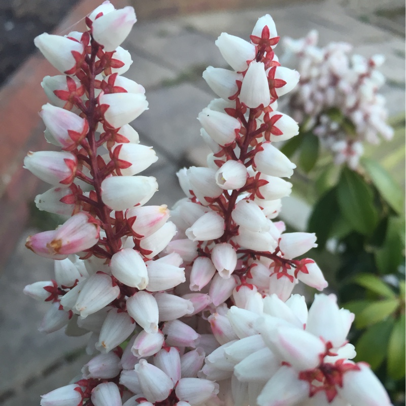 Pieris Bonfire in the GardenTags plant encyclopedia