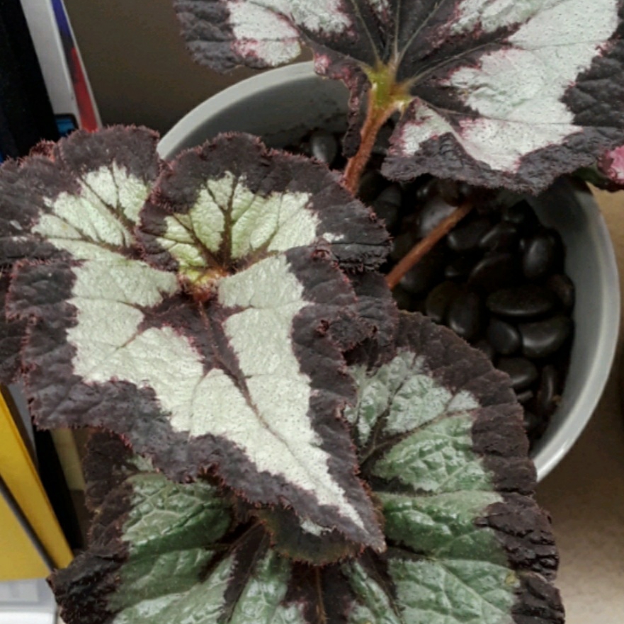 Rex Begonia China Curl in the GardenTags plant encyclopedia