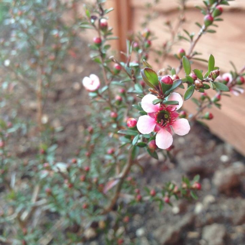 Leptospermum scoparium, New Zealand Tea Tree in GardenTags plant ...