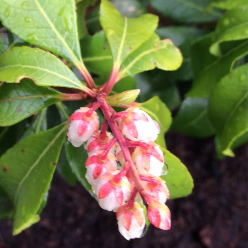 Pieris Cupido in the GardenTags plant encyclopedia