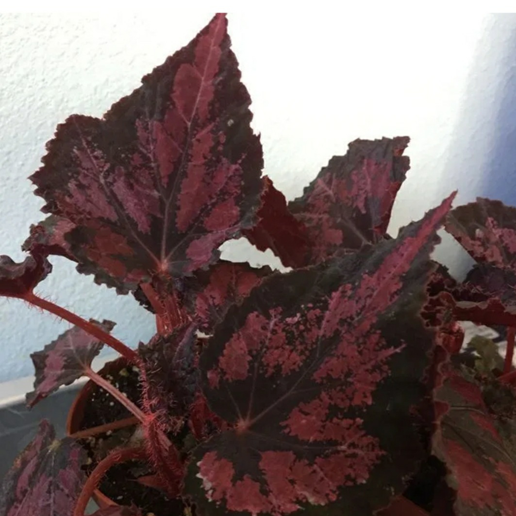 Rex Begonia Harmonys Black Beauty in the GardenTags plant encyclopedia