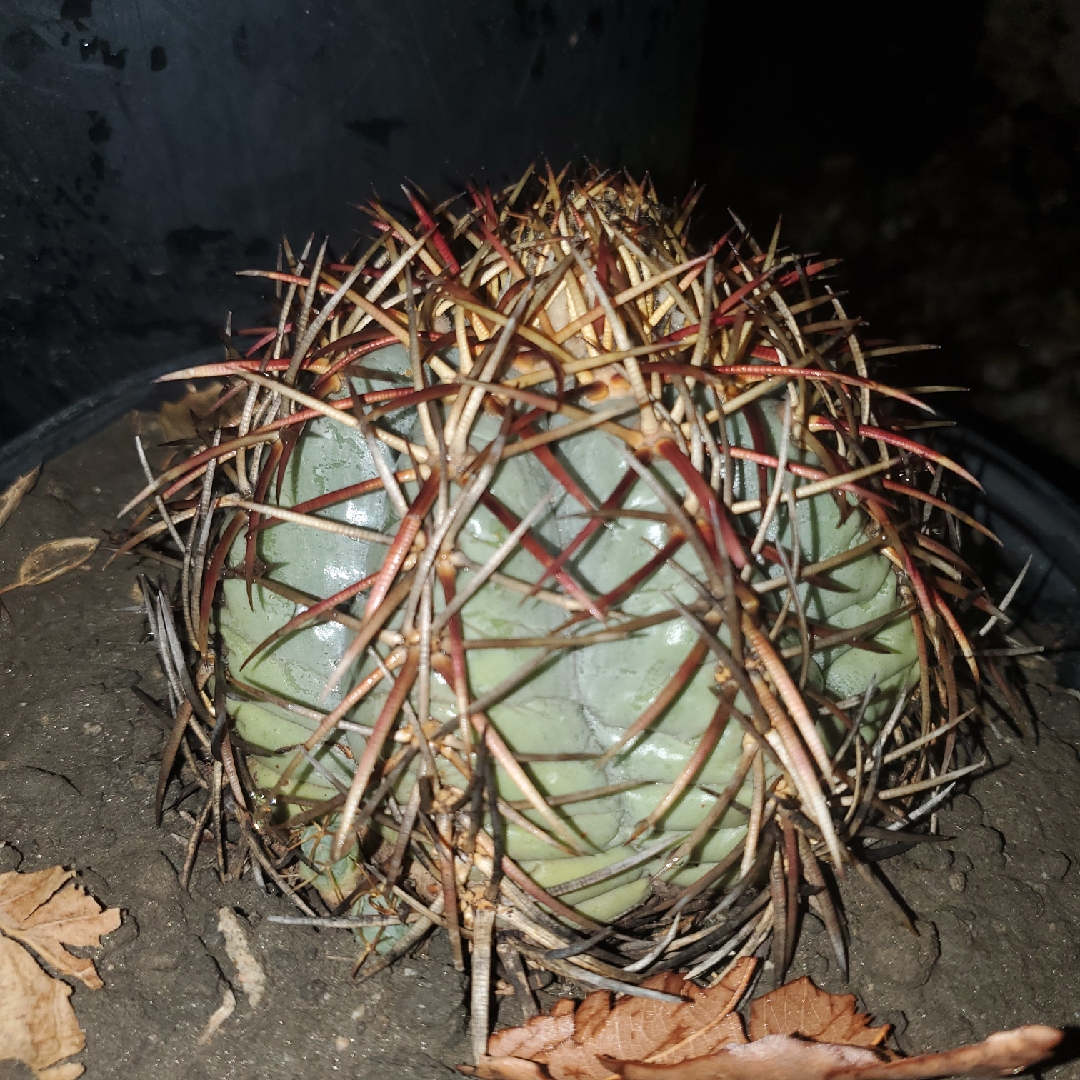 Blue Barrel Cactus in the GardenTags plant encyclopedia