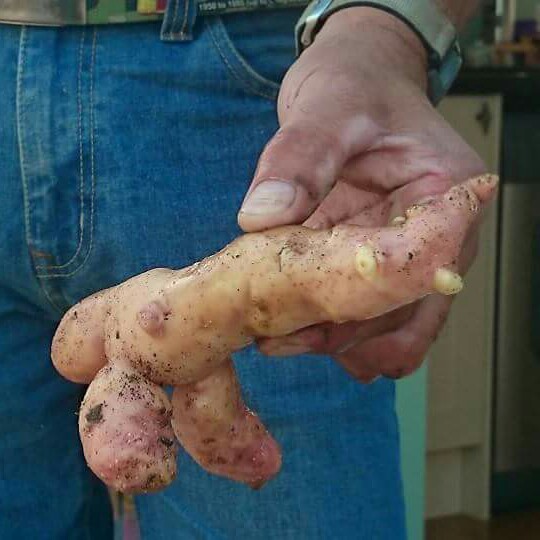 Potato Pink Fir Apple in the GardenTags plant encyclopedia