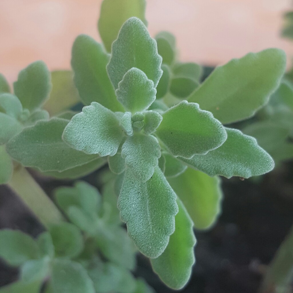 Plectranthus in the GardenTags plant encyclopedia