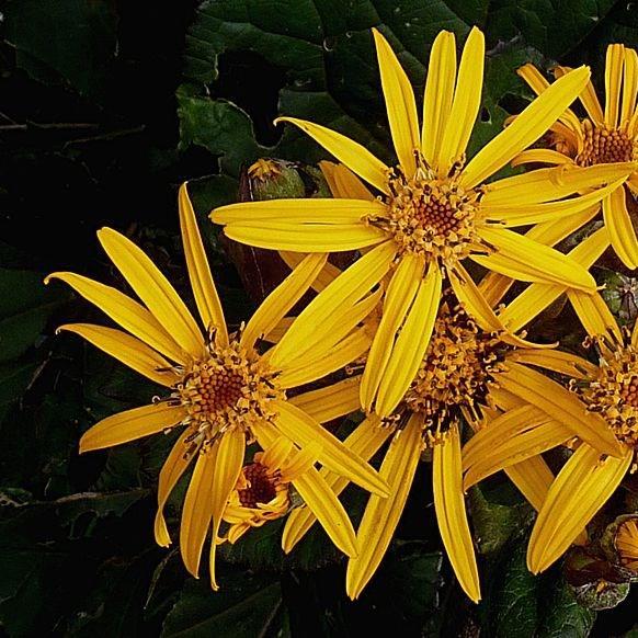 Leopard Plant Desdemona in the GardenTags plant encyclopedia