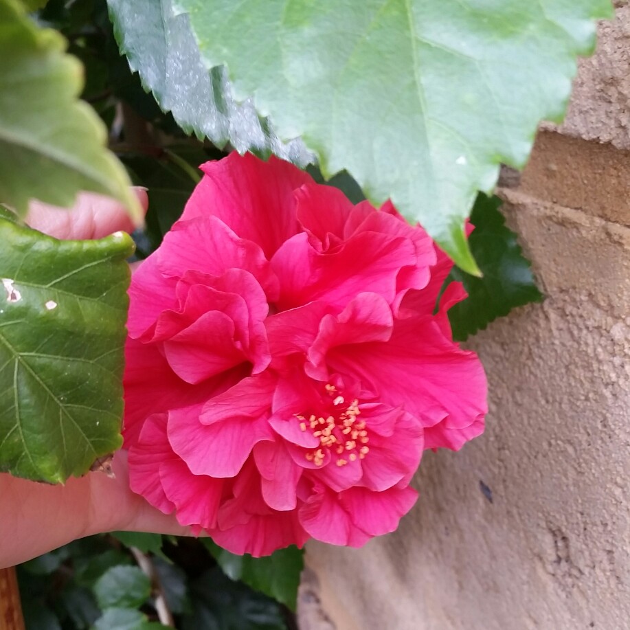 Hibiscus Sabrina in the GardenTags plant encyclopedia