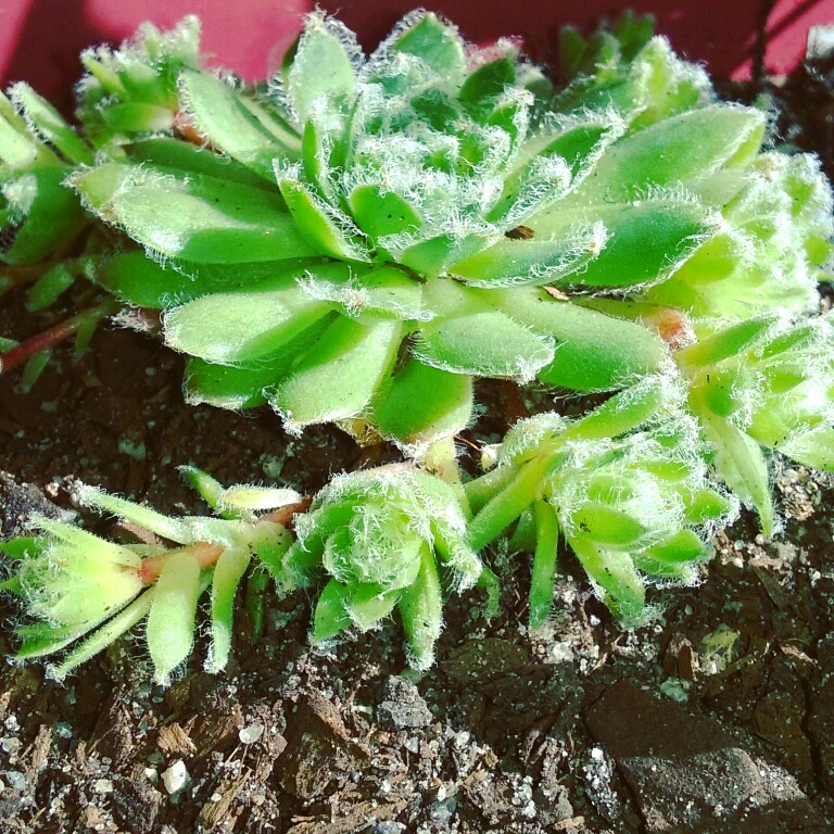 Sempervivum Fuzzy Wuzzy in the GardenTags plant encyclopedia