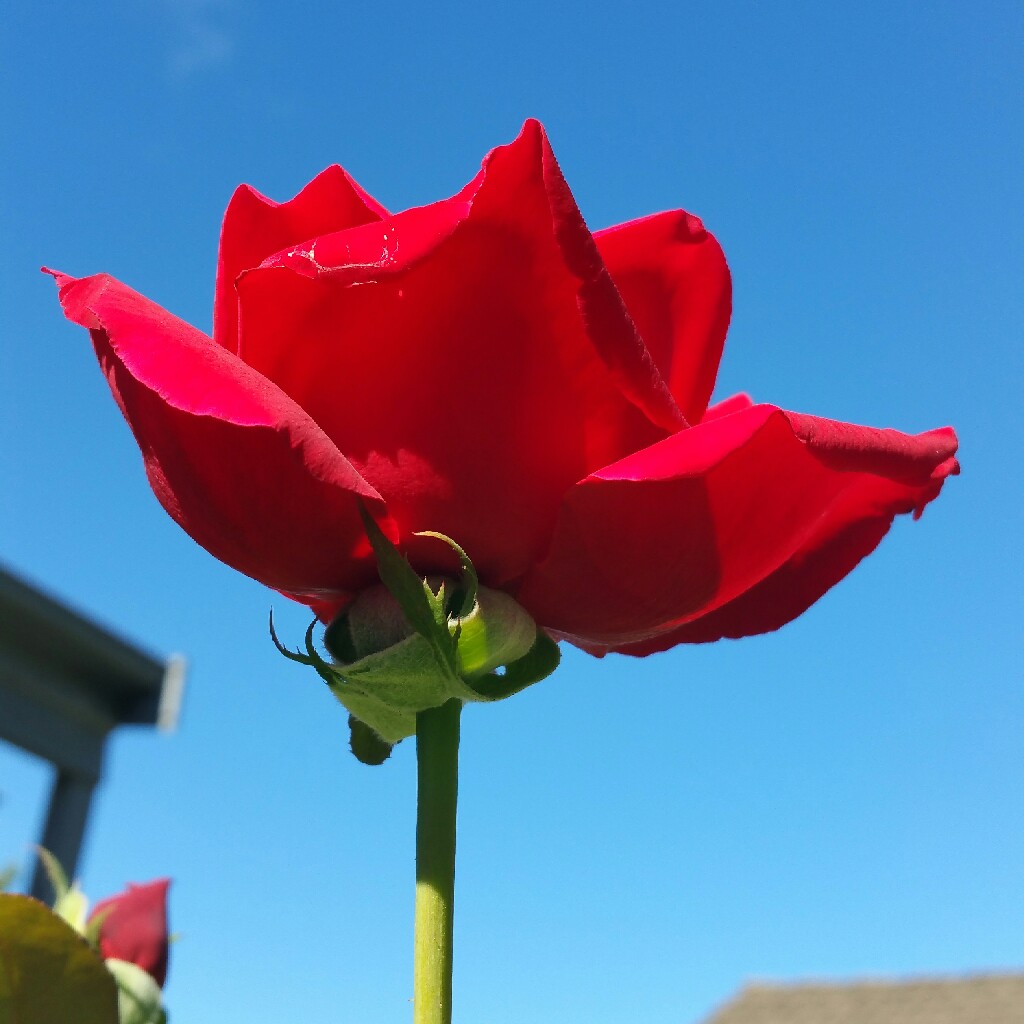 Rose Mister Lincoln (Hybrid Tea) in the GardenTags plant encyclopedia