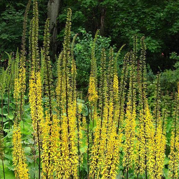 Przewalskis Golden Ray in the GardenTags plant encyclopedia