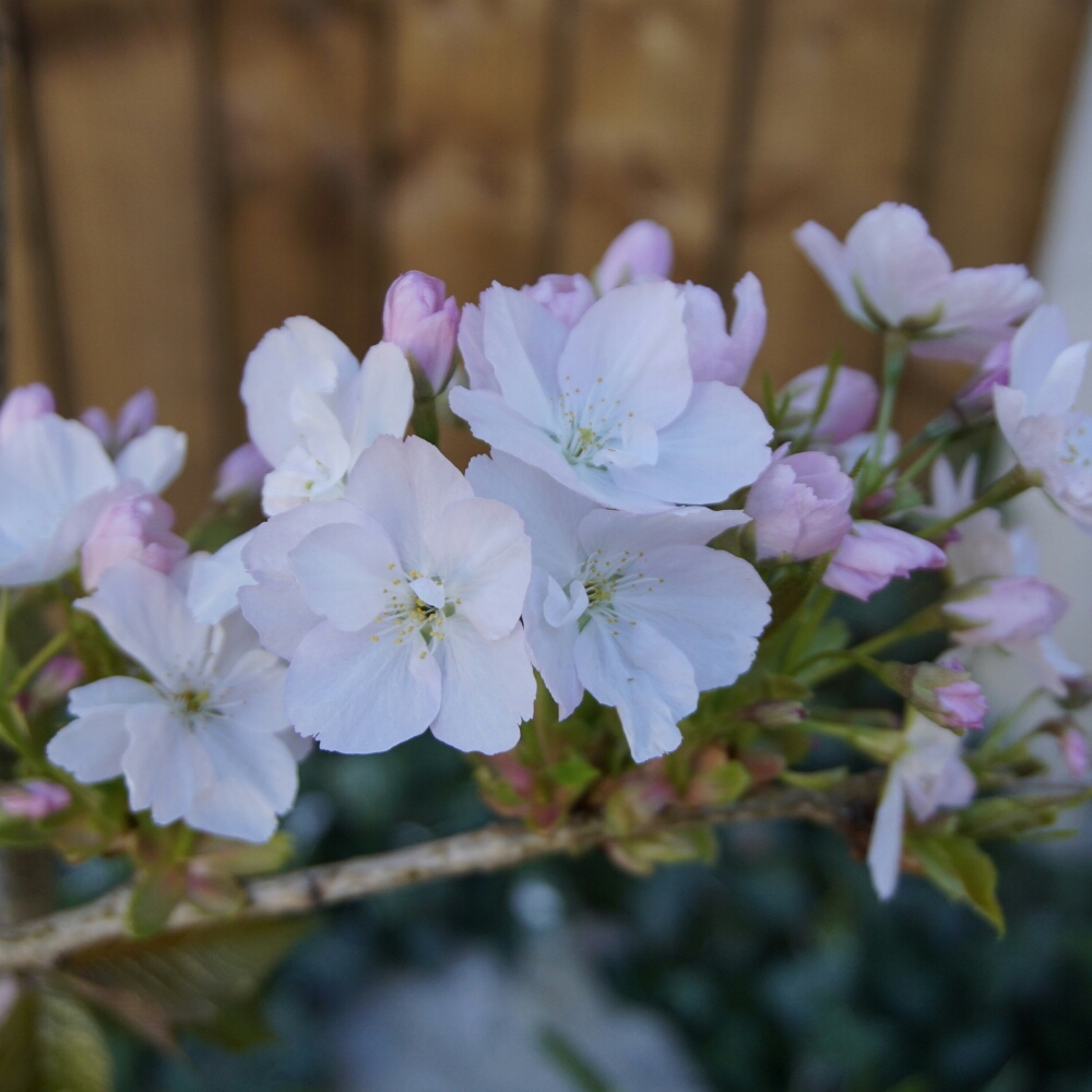 Flowering Cherry Tree Amanogawa in the GardenTags plant encyclopedia