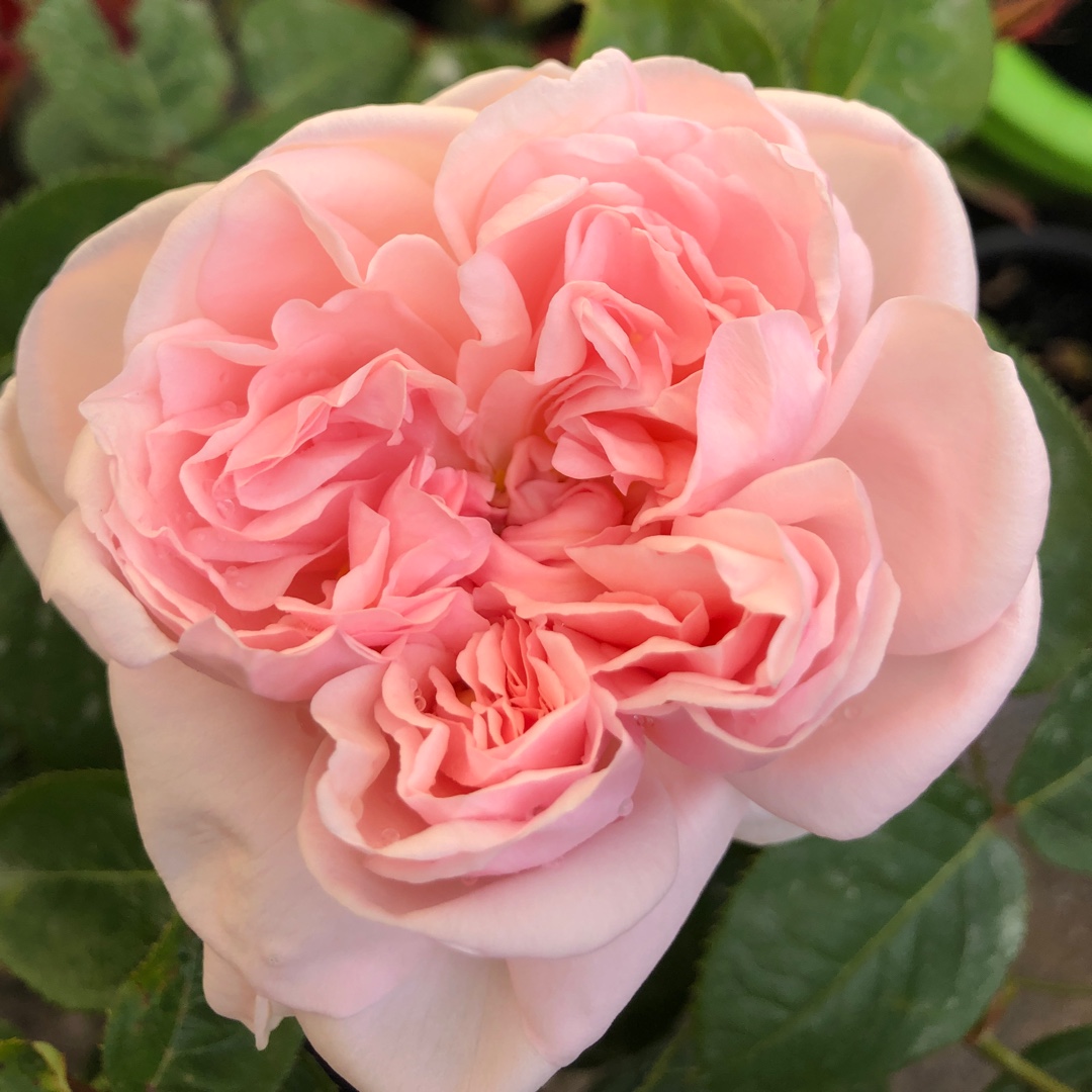 Rose Chaucer (Shrub) in the GardenTags plant encyclopedia