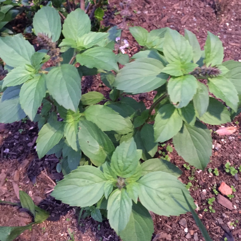 Wild Basil in the GardenTags plant encyclopedia