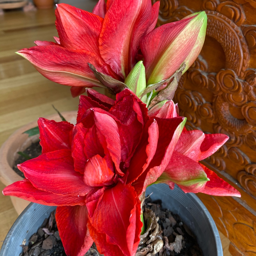 Hippeastrum Double Circus in the GardenTags plant encyclopedia