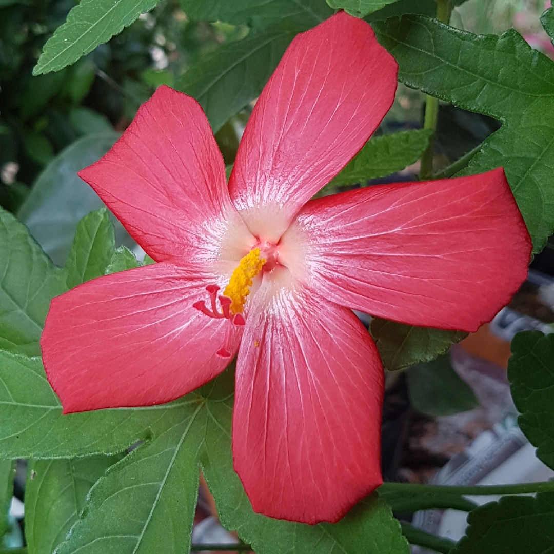 Creeping Pink Swamp Mallow in the GardenTags plant encyclopedia