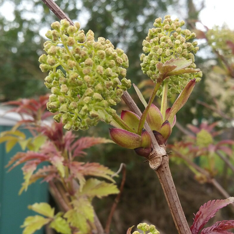 Red-berried Elder in the GardenTags plant encyclopedia