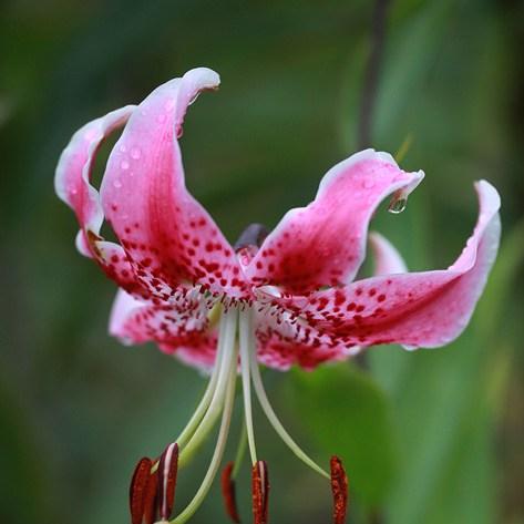 Lily (Species) Japanese Lily in the GardenTags plant encyclopedia