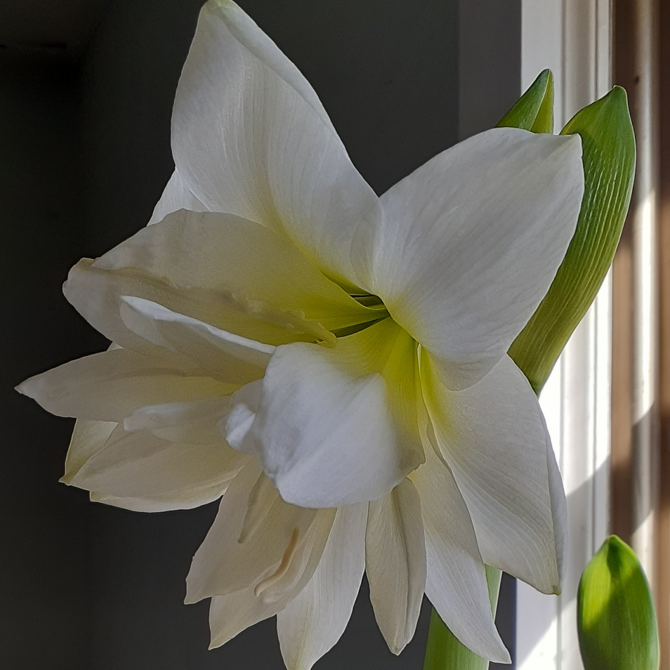 Hippeastrum Marquis in the GardenTags plant encyclopedia