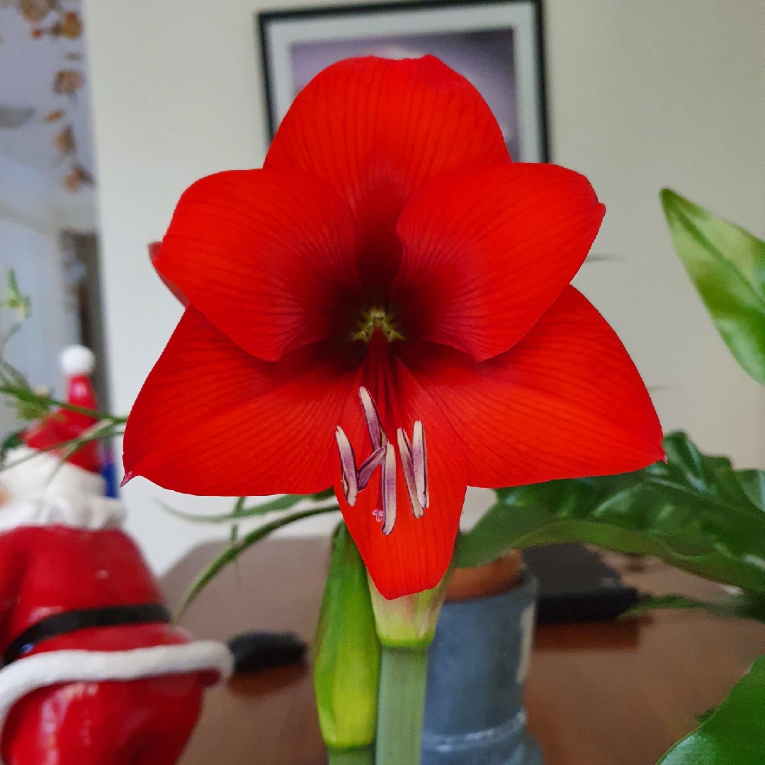 Hippeastrum Fire Dancer in the GardenTags plant encyclopedia