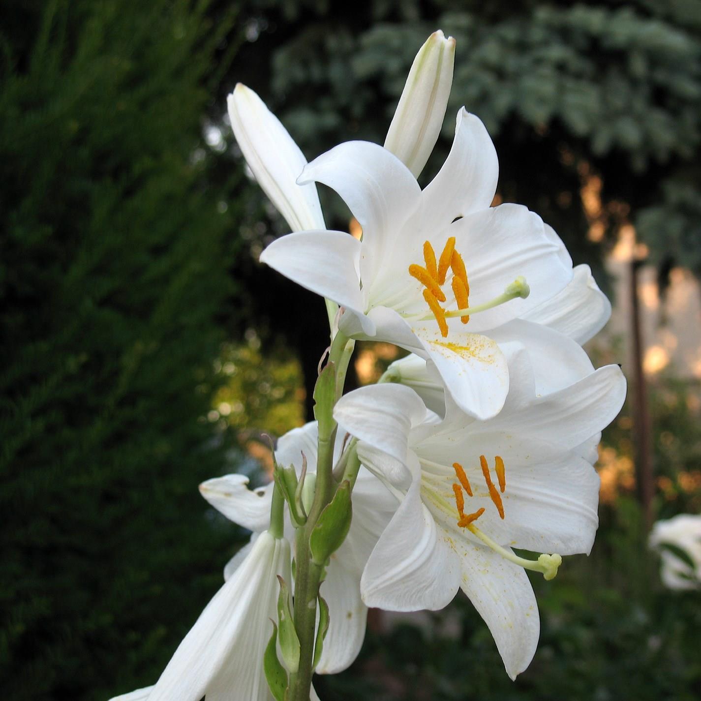 Lily (Species) Madonna Lily in the GardenTags plant encyclopedia