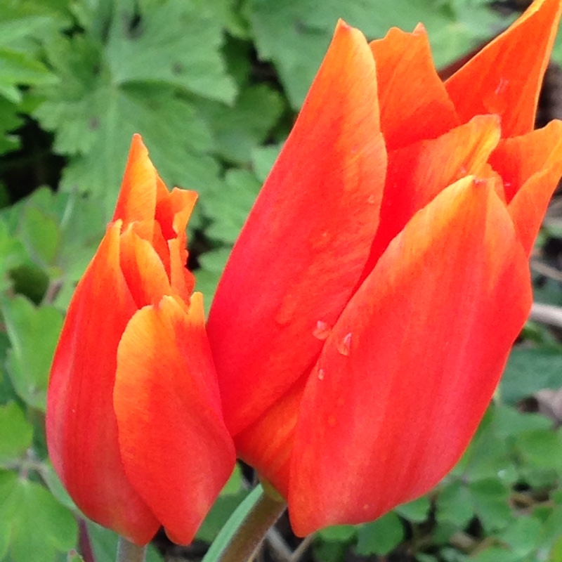 Tulip (Species) Praestans Tulip Fusilier in the GardenTags plant encyclopedia