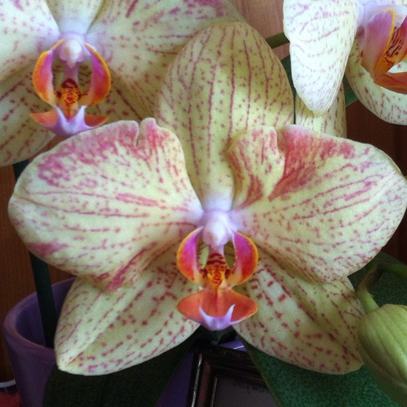 Hybrid Moth Orchid in the GardenTags plant encyclopedia