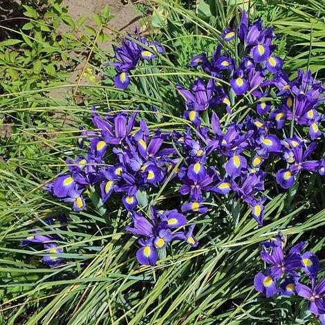 English Iris in the GardenTags plant encyclopedia