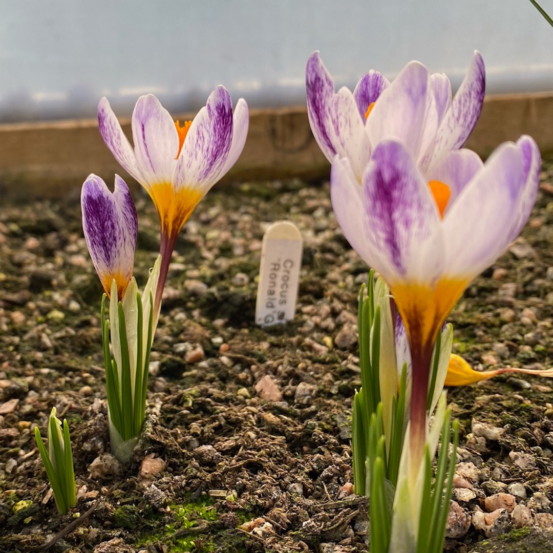 Crocus (Species) Siebers Crocus Ronald Ginns in the GardenTags plant encyclopedia