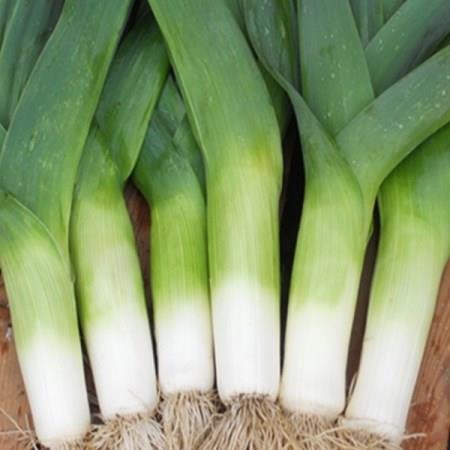 Leek Snowdon in the GardenTags plant encyclopedia