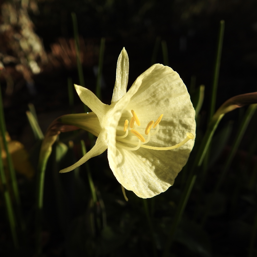 Daffodil Arctic Bells (Bulbocodium) in the GardenTags plant encyclopedia