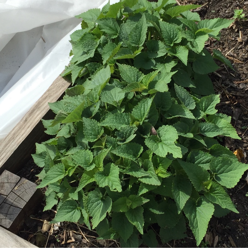 Korean Hyssop in the GardenTags plant encyclopedia