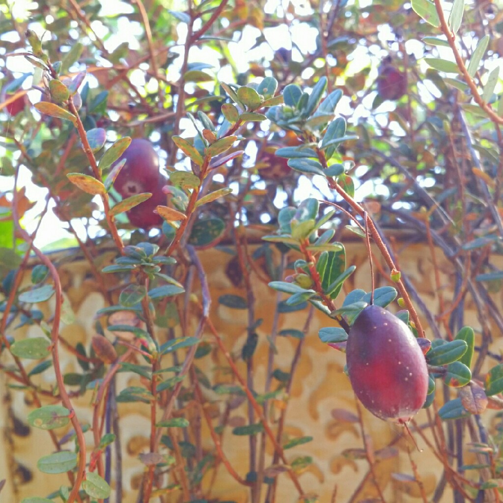 Bog Cranberry in the GardenTags plant encyclopedia