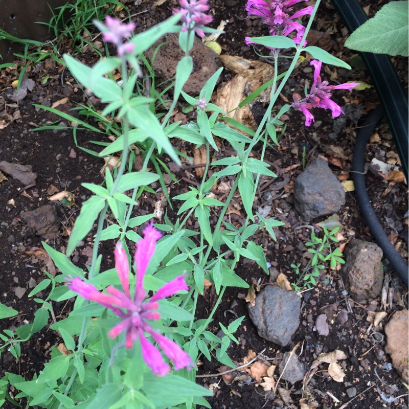 Hyssop Sweet Lili in the GardenTags plant encyclopedia