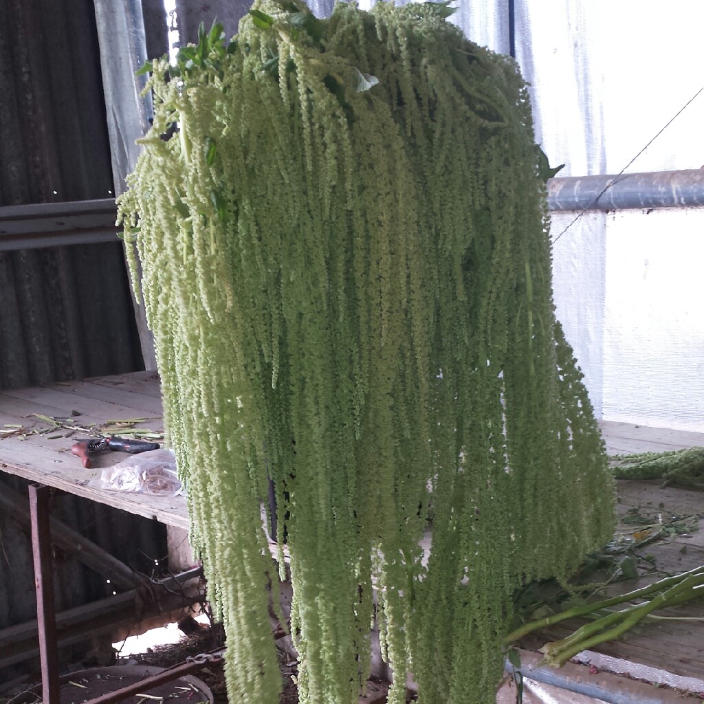 Amaranthus Emerald Tassels in the GardenTags plant encyclopedia