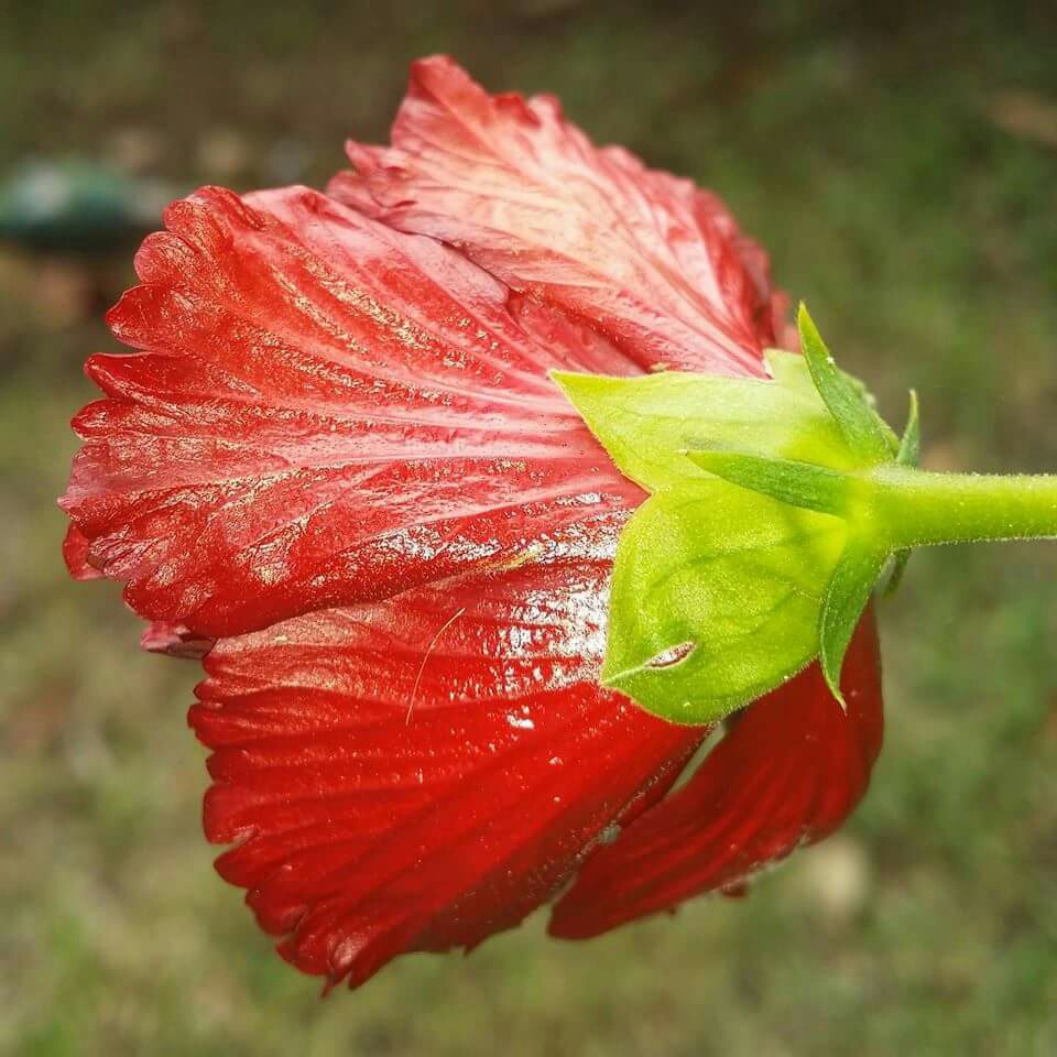 Red Hibiscus in the GardenTags plant encyclopedia