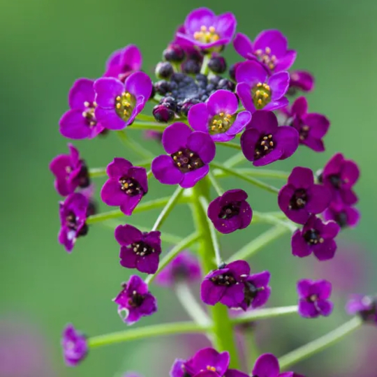 Sweet Alyssum Oriental Nights in the GardenTags plant encyclopedia