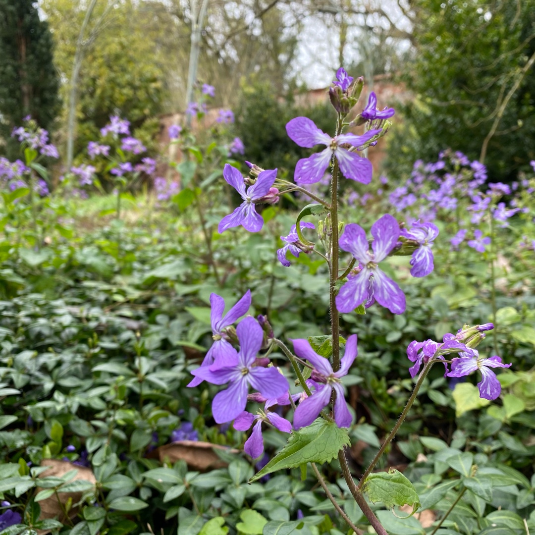 Honesty Corfu Blue in the GardenTags plant encyclopedia