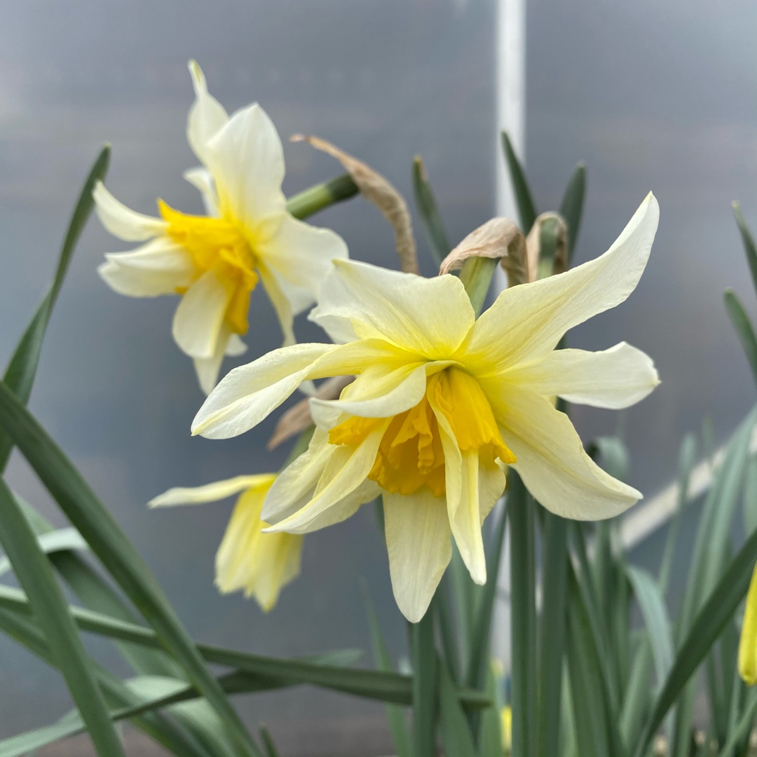 Daffodil Argent (Double) in the GardenTags plant encyclopedia