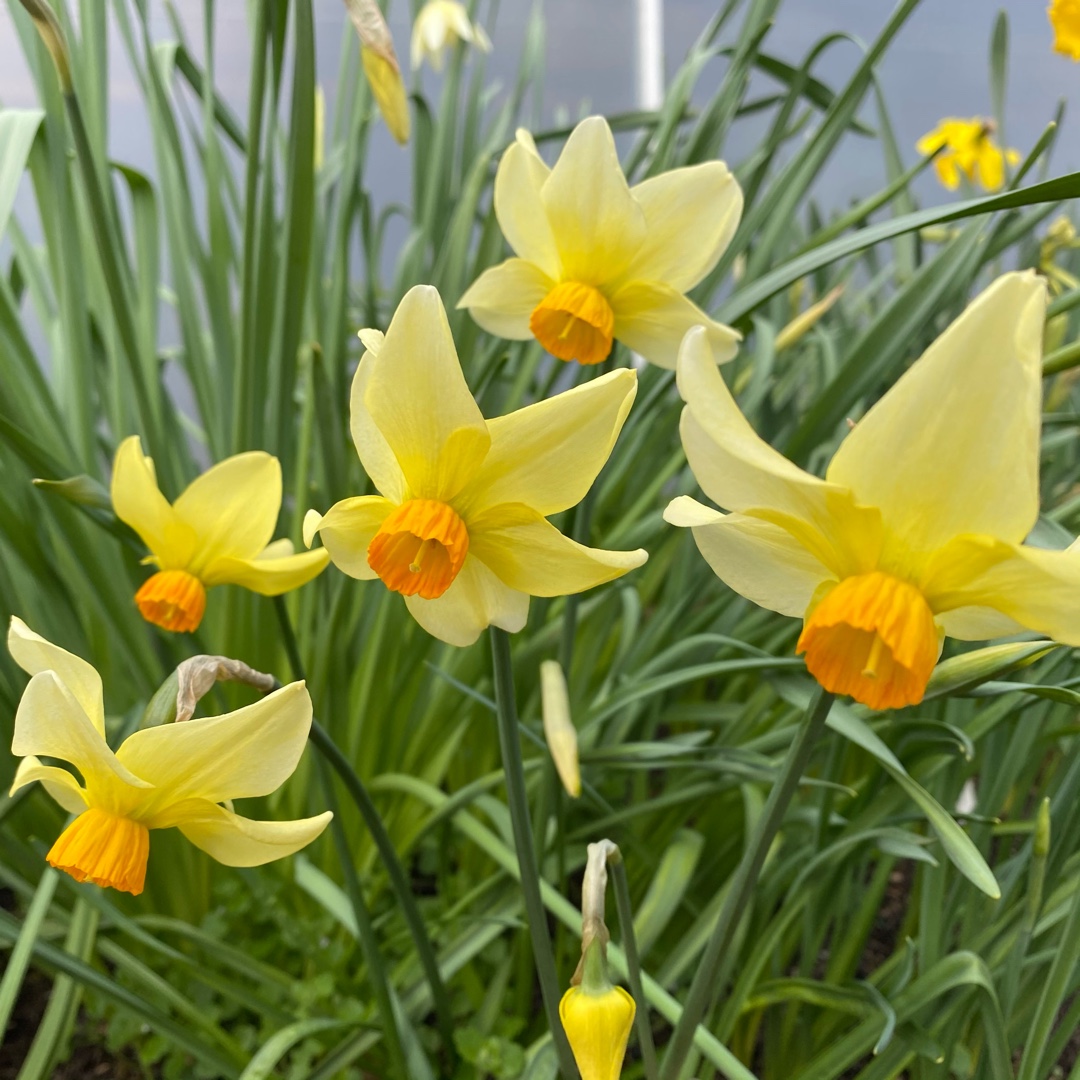 Daffodil Beryl (Cyclamineus) in the GardenTags plant encyclopedia