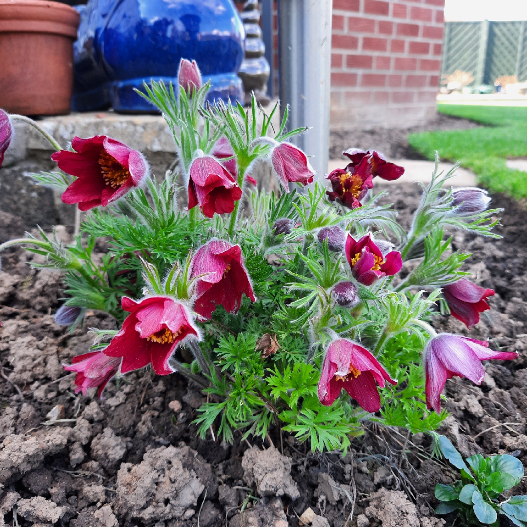 Pasqueflower Pinwheel Dark Red Shades in the GardenTags plant encyclopedia