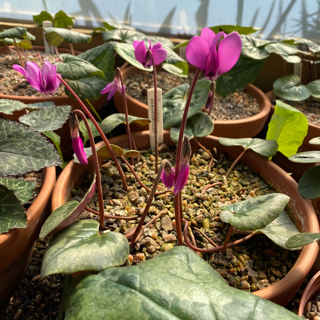 Cyclamen (Species) False Iberian Cyclamen in the GardenTags plant encyclopedia